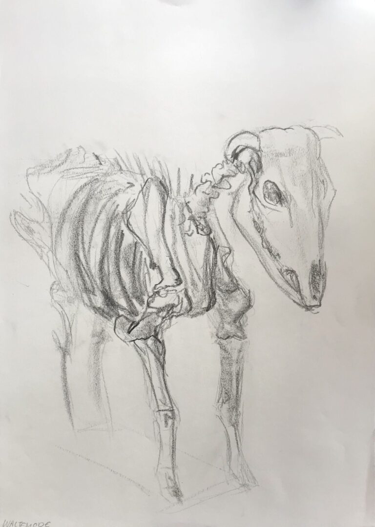 „Cow“
Graphite on Paper, 59×42cm, 2022