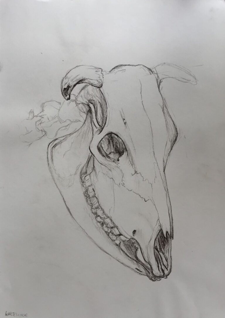 „Cow Skull“
Brown Chalk on Paper, 59×42cm, 2022