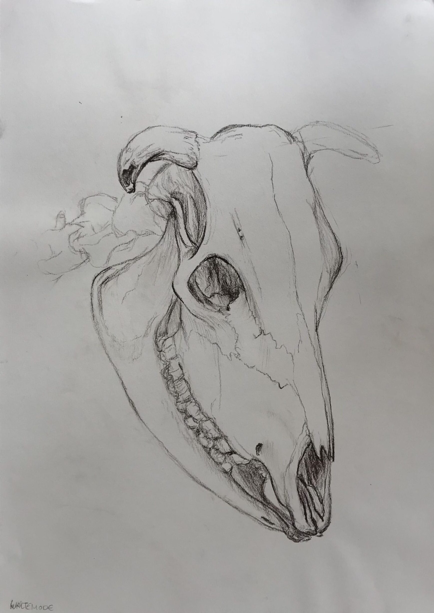 Form Study
Ink and Charcoal on Paper, 29.7×42cm, 2024