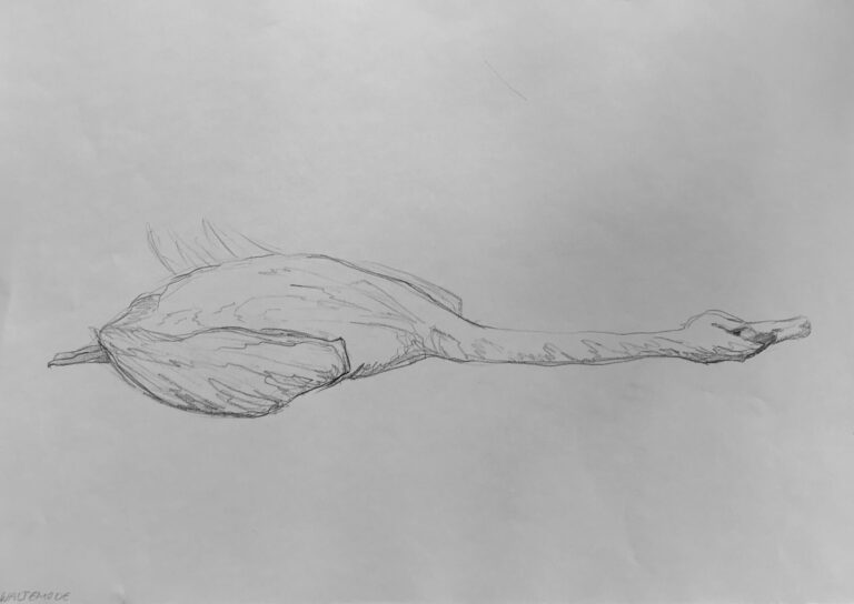 „Swan II“
Graphite on Paper, 42×59cm, 2022
