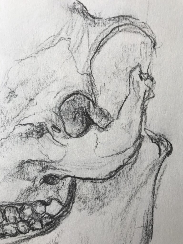 „Pig Skull“
Graphite on Paper, 42×59cm, 2022