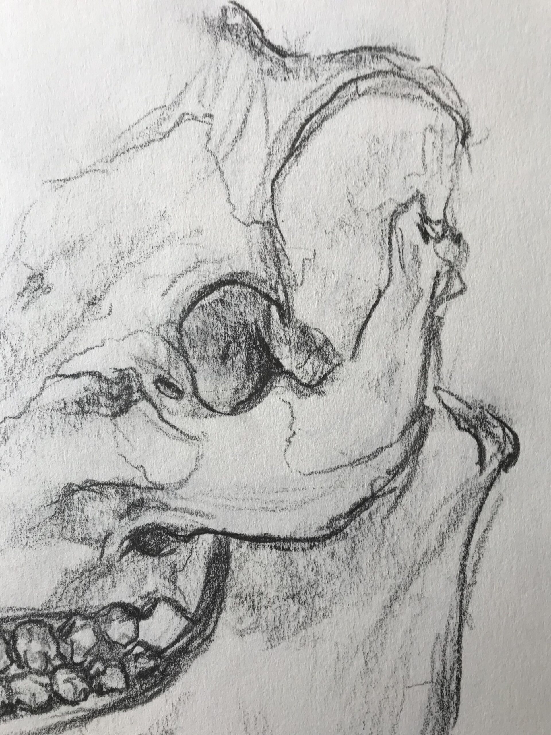 Detail Study
Charcoal on Paper, 42×59.4cm, 2024